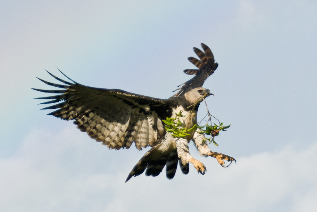 Harpy Eagle - Harpie froce