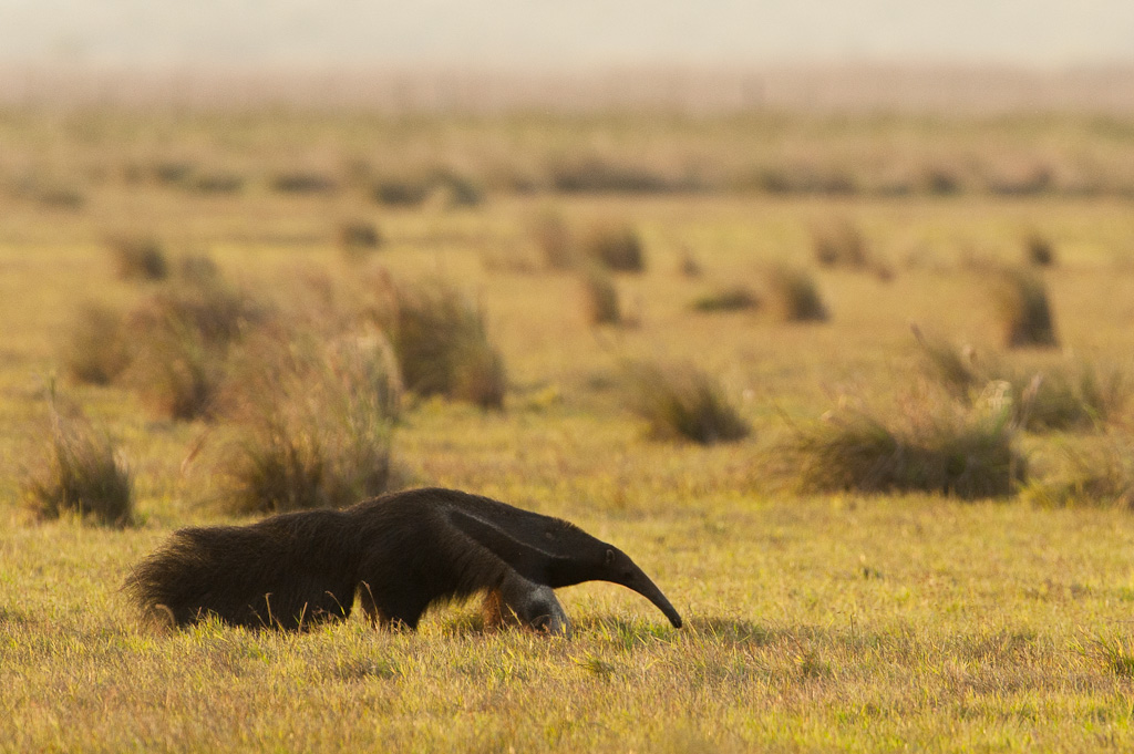 Giant Anteater - Grand Fourmilier