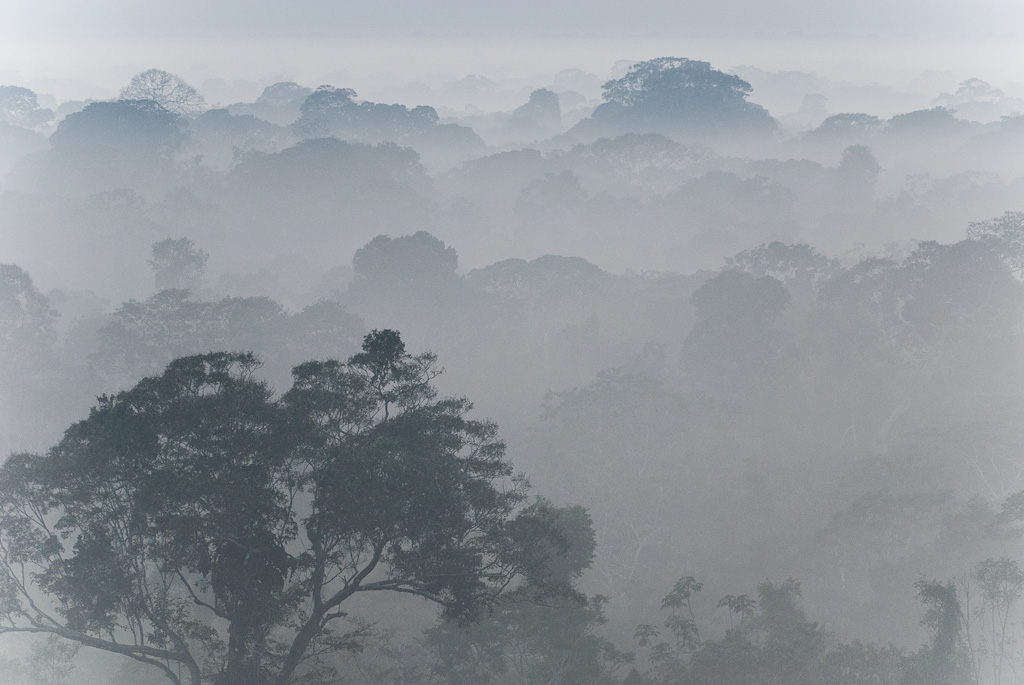 Amazonan rain forest - Fort amazonienne
